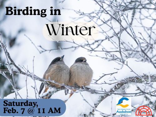 2.7.26 Birding in Winter